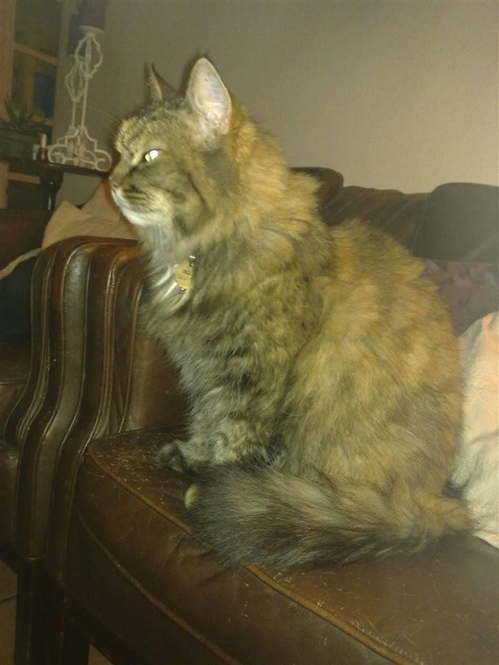 Blanding af racer Emma billede 4