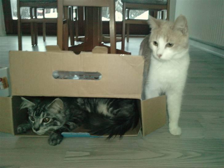 Blanding af racer Mathilde R.I.P. billede 18