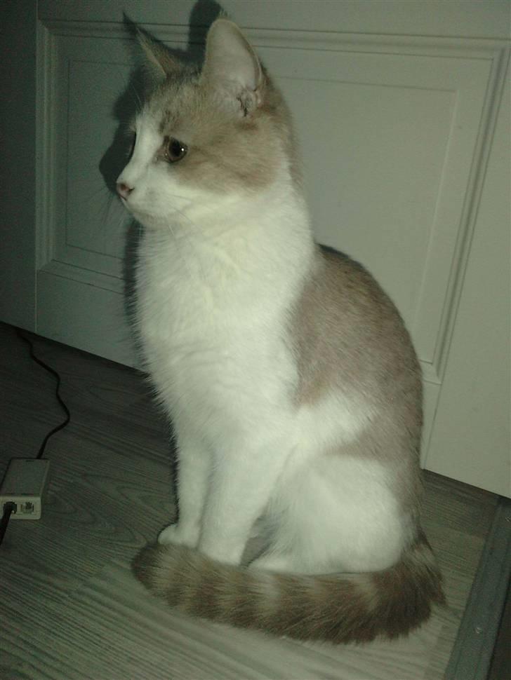 Blanding af racer Mathilde R.I.P. billede 19