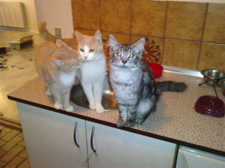 Blanding af racer Mathilde R.I.P. billede 20