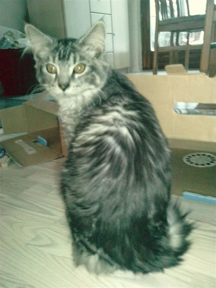 Blanding af racer Bamse R.I.P. billede 18