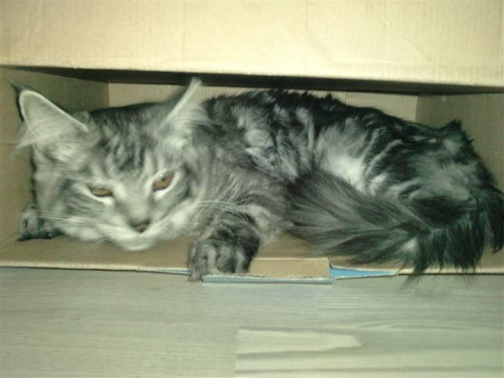 Blanding af racer Bamse R.I.P. billede 19