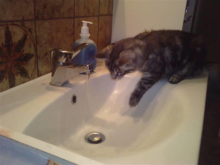 Blanding af racer Bamse R.I.P. billede 20