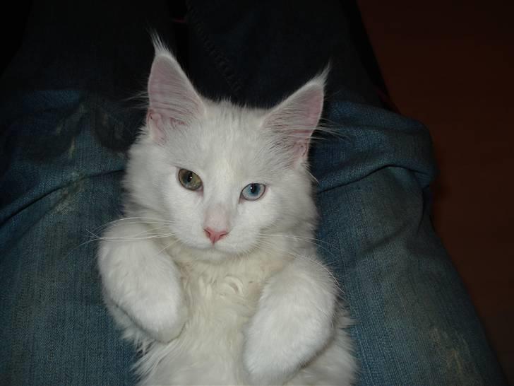 Maine Coon mille  billede 1