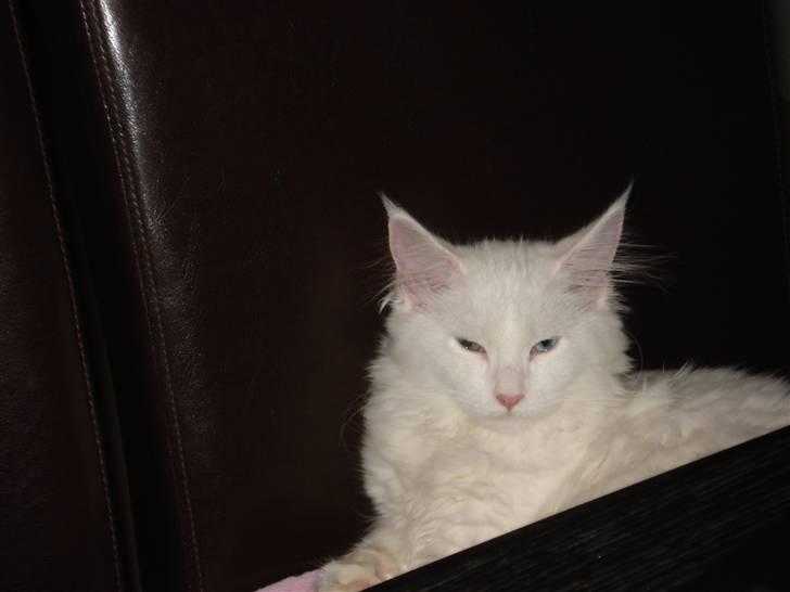 Maine Coon mille  billede 2