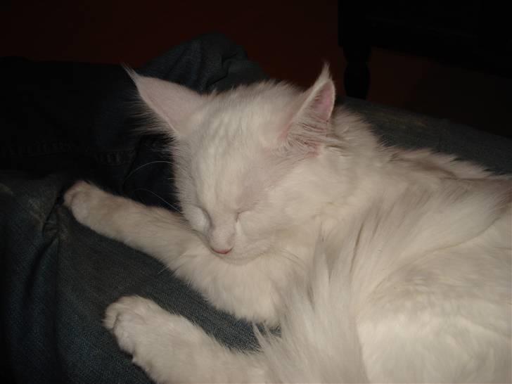 Maine Coon mille  billede 3