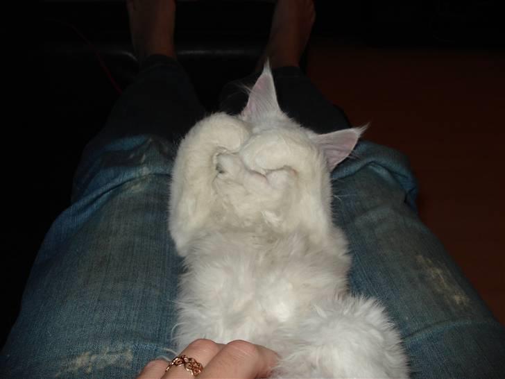 Maine Coon mille  billede 4