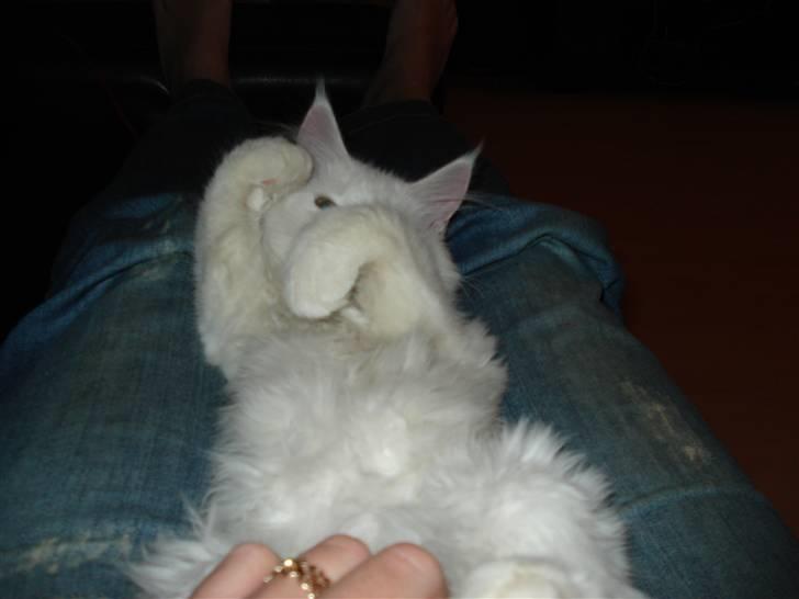 Maine Coon mille  billede 5