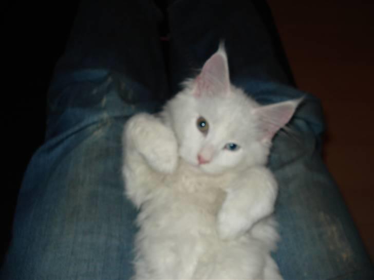 Maine Coon mille  billede 6