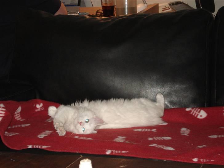 Maine Coon mille  billede 7