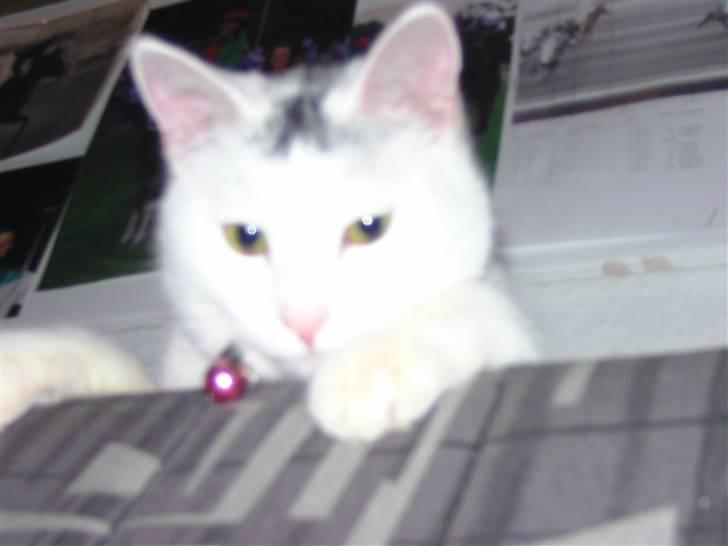 Huskat Angel <3 billede 8