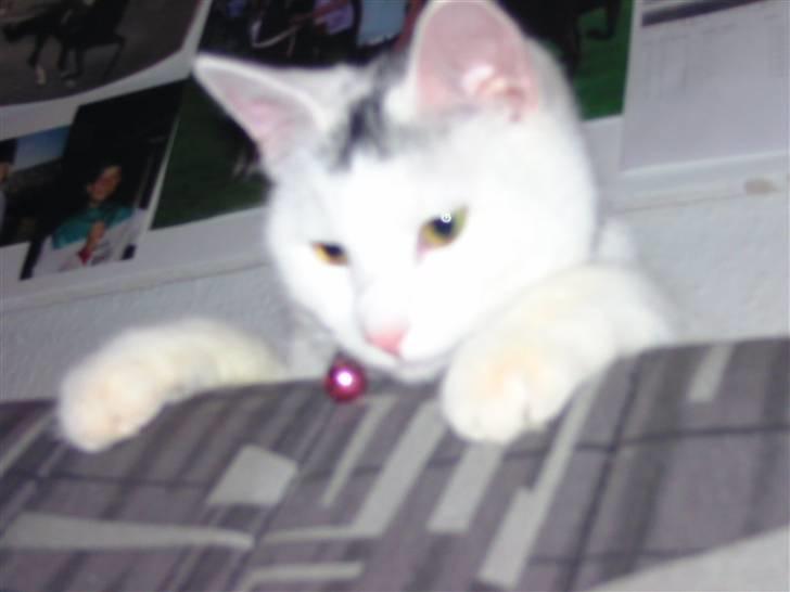 Huskat Angel <3 billede 9