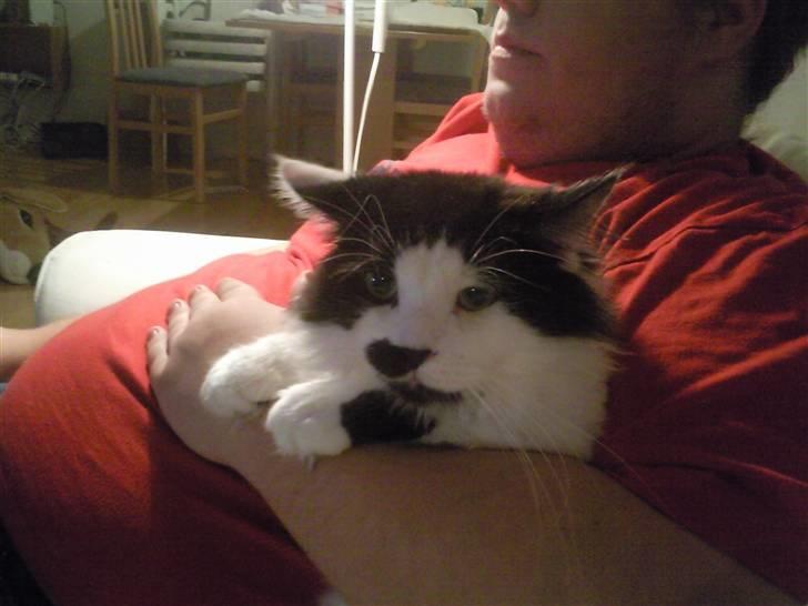 Maine Coon Viggo billede 3