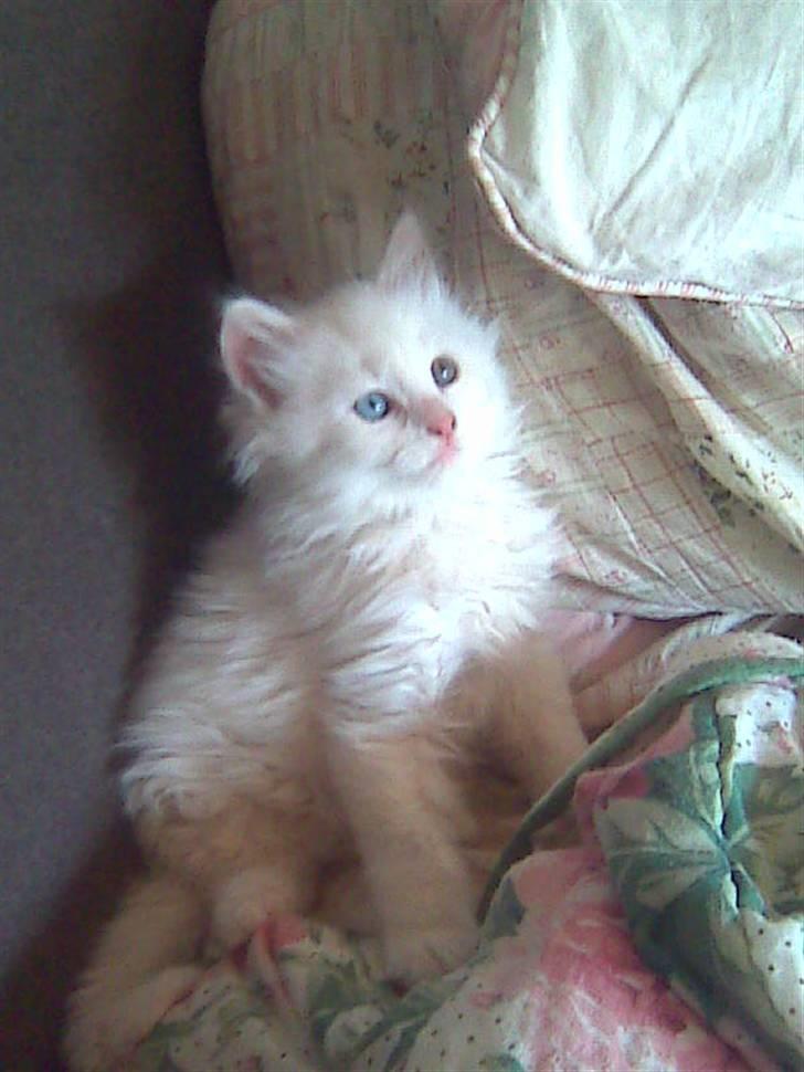 Blanding af racer Hugo - R.I.P 04.01.11 billede 14