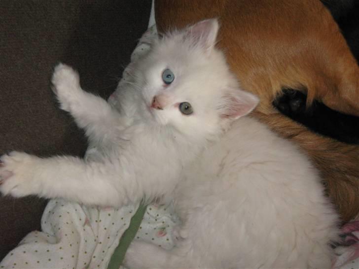 Blanding af racer Hugo - R.I.P 04.01.11 billede 15