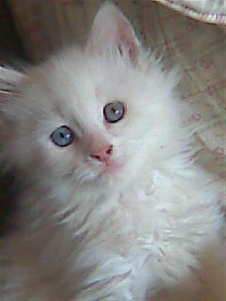 Blanding af racer Hugo - R.I.P 04.01.11 billede 16