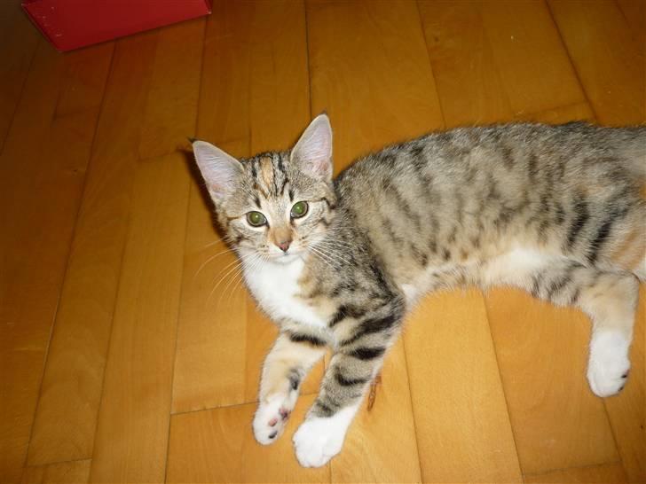 Blanding af racer Felicia billede 5