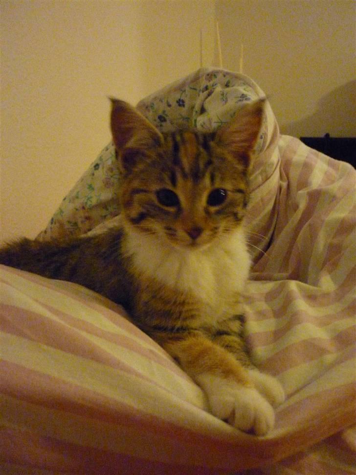 Blanding af racer Felicia billede 6