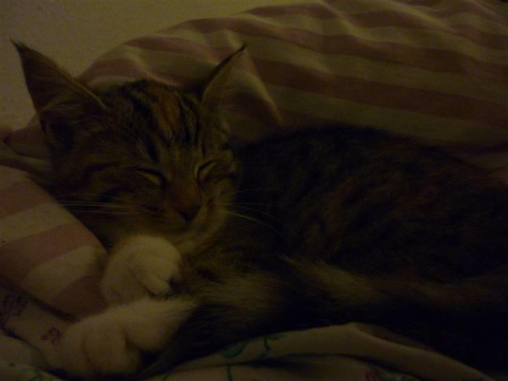 Blanding af racer Felicia billede 7