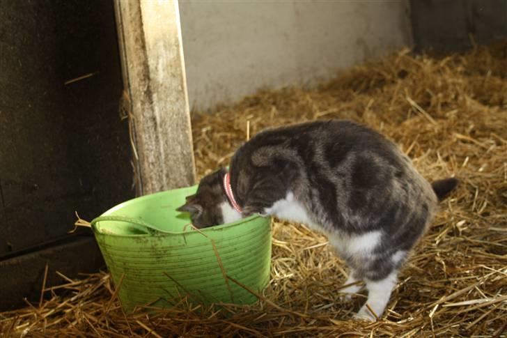 Blanding af racer MOLLY billede 16