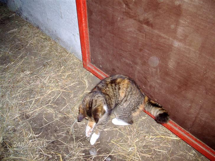 Huskat KITTY billede 9