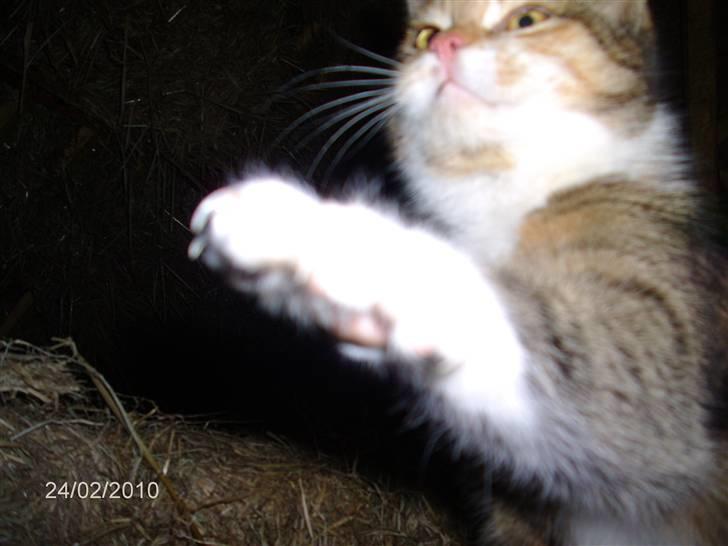 Huskat KITTY billede 10