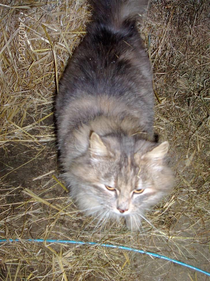 Blanding af racer Perle billede 11