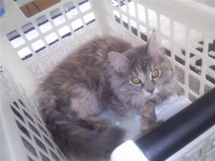 Blanding af racer McGonagall billede 1