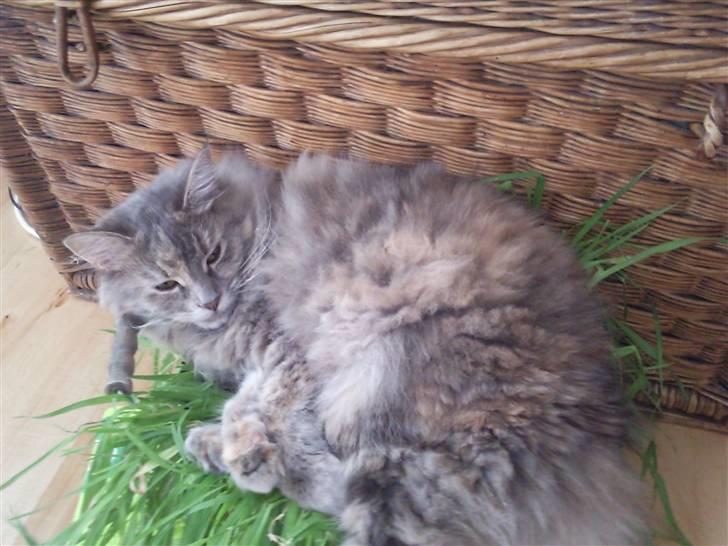 Blanding af racer McGonagall billede 2