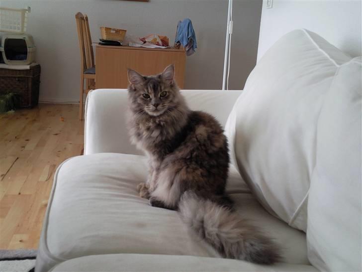 Blanding af racer McGonagall billede 3