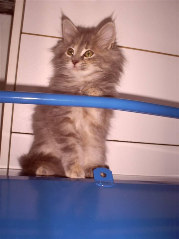 Blanding af racer McGonagall billede 4