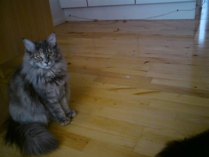 Blanding af racer McGonagall billede 5