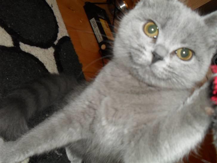 British Shorthair Gucci R.I.P  billede 1