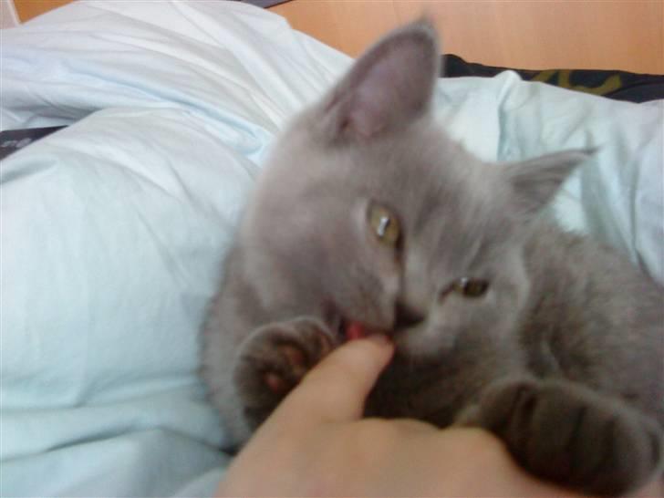 British Shorthair Gucci R.I.P  billede 2
