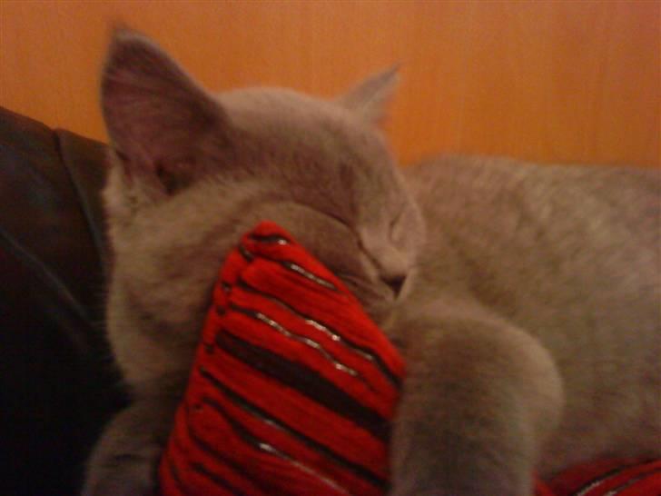 British Shorthair Gucci R.I.P  billede 3