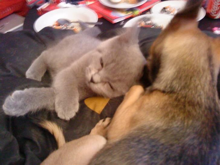 British Shorthair Gucci R.I.P  billede 4