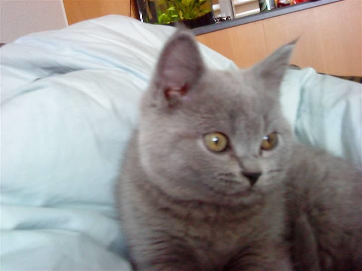 British Shorthair Gucci R.I.P  billede 5
