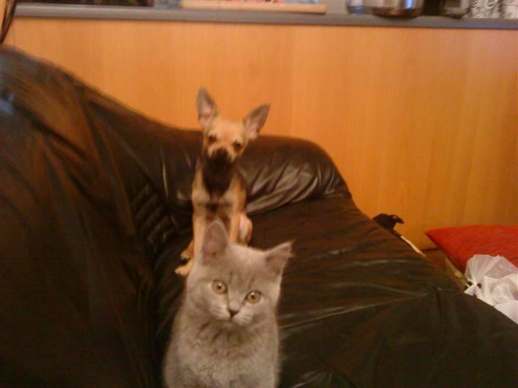 British Shorthair Gucci R.I.P  billede 6