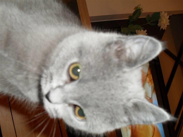 British Shorthair Gucci R.I.P  billede 7