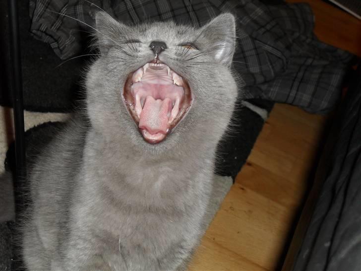 British Shorthair Gucci R.I.P  billede 8