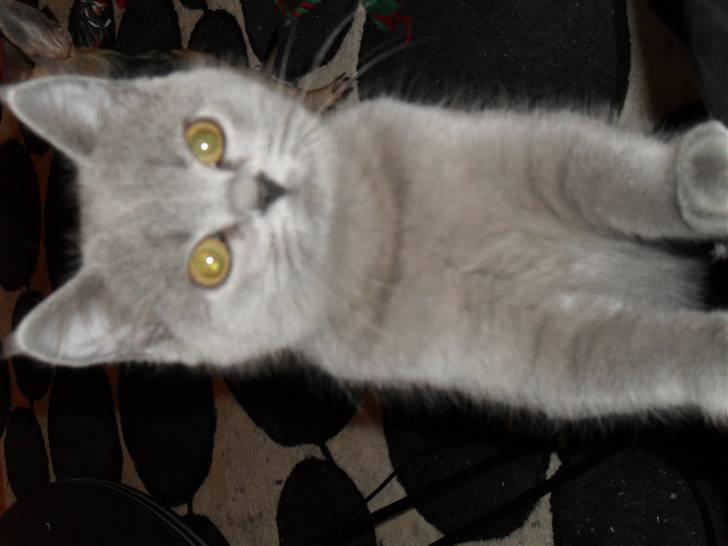 British Shorthair Gucci R.I.P  billede 9