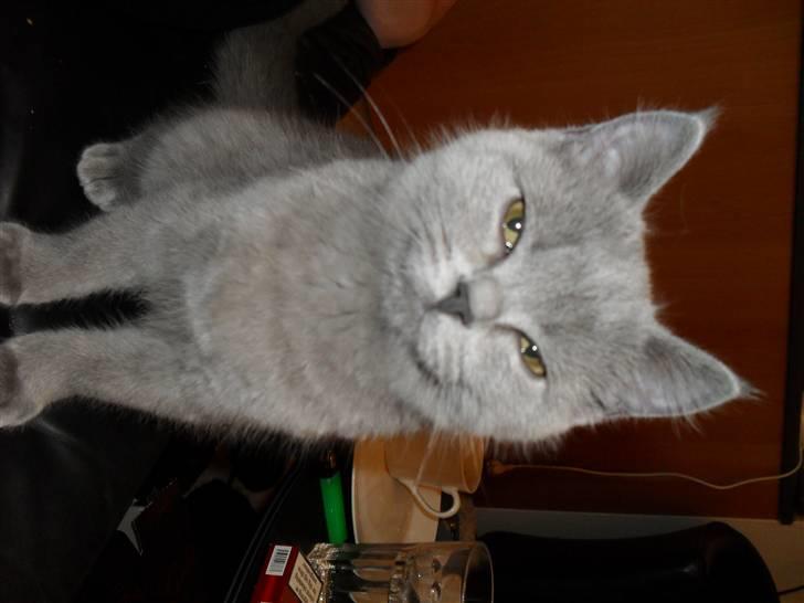 British Shorthair Gucci R.I.P  billede 10