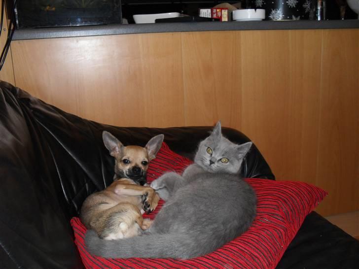 British Shorthair Gucci R.I.P  billede 11