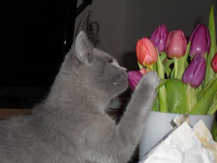 British Shorthair Gucci R.I.P  billede 12