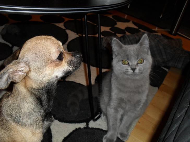 British Shorthair Gucci R.I.P  billede 13