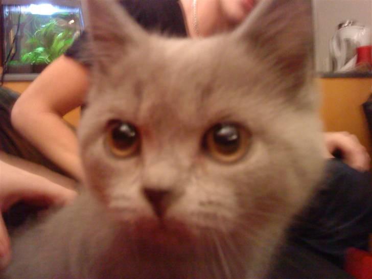 British Shorthair Gucci R.I.P  billede 14