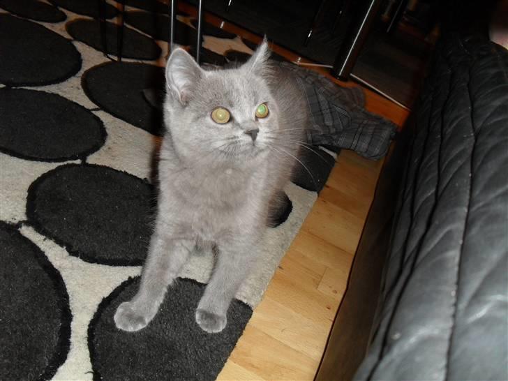 British Shorthair Gucci R.I.P  billede 15