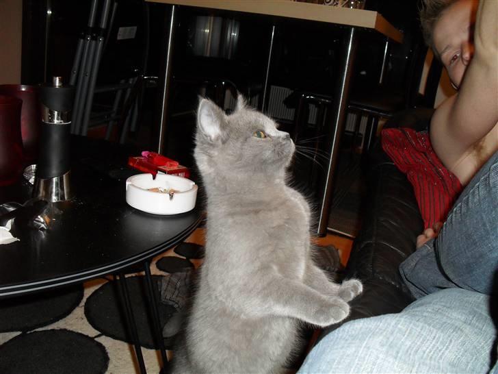 British Shorthair Gucci R.I.P  billede 16