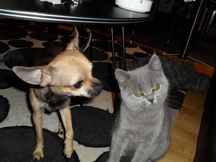 British Shorthair Gucci R.I.P  billede 17