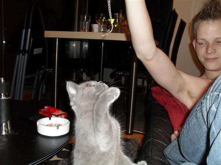 British Shorthair Gucci R.I.P  billede 19